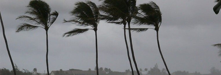 palmeras arrastradas por el viento de un huracán